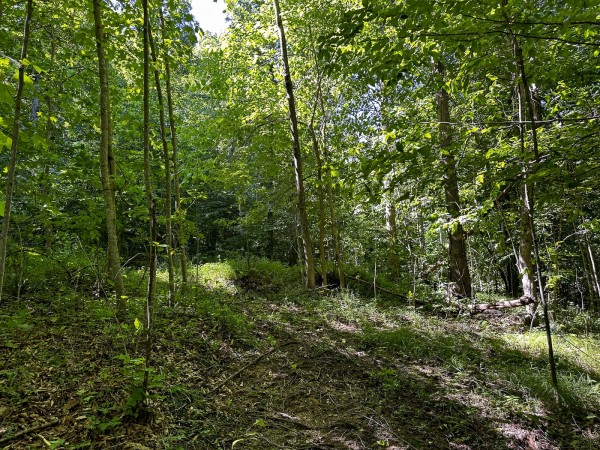Tract 4 at The Woods on Wayne National Forest property photo