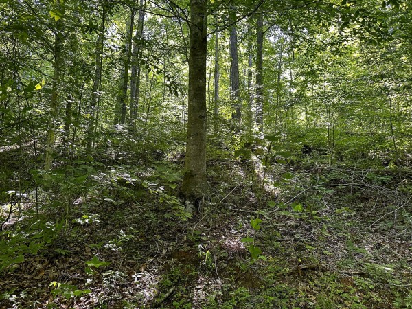 Tract 4 at The Woods on Wayne National Forest property photo