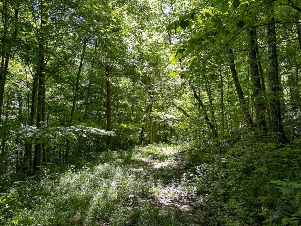 Tract 4 at The Woods on Wayne National Forest property photo