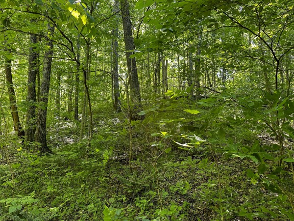 Tract 4 at The Woods on Wayne National Forest property photo