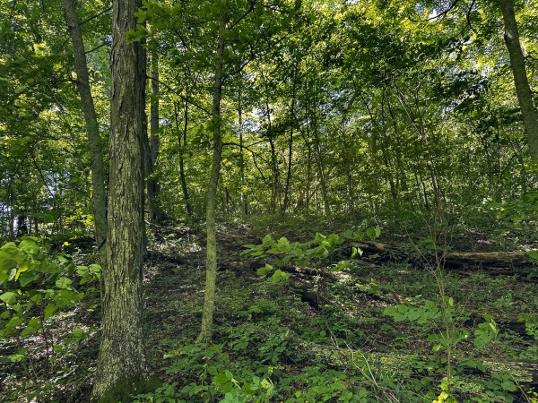 Tract 4 at The Woods on Wayne National Forest property photo