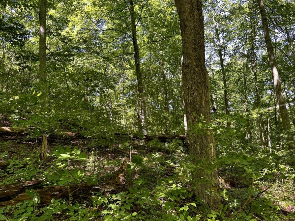 Tract 4 at The Woods on Wayne National Forest property photo