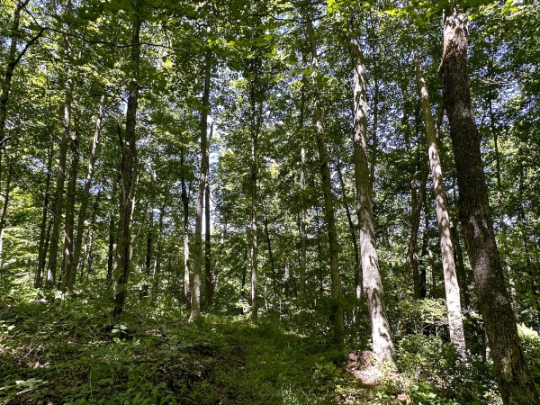 Tract 4 at The Woods on Wayne National Forest property photo
