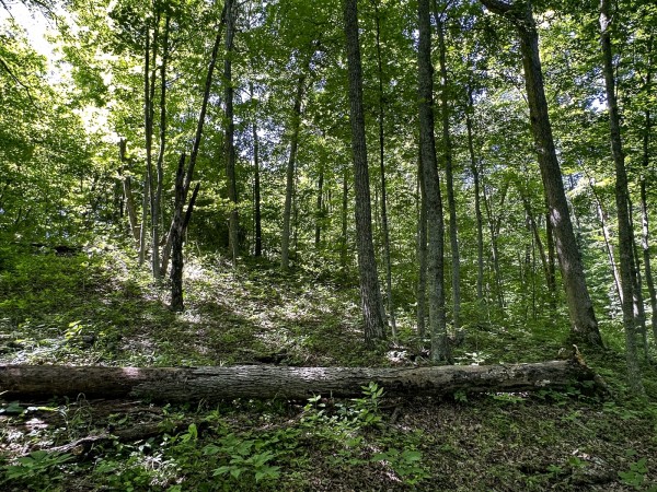 Tract 4 at The Woods on Wayne National Forest property photo