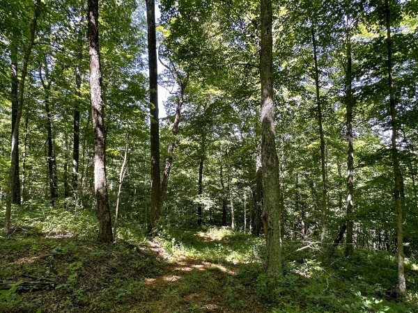 Tract 4 at The Woods on Wayne National Forest property photo