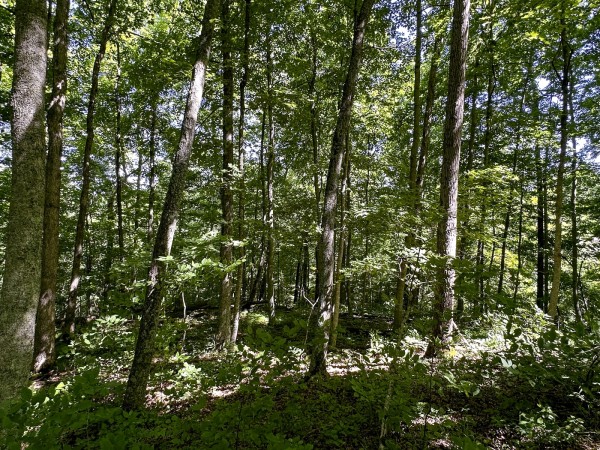 Tract 4 at The Woods on Wayne National Forest property photo