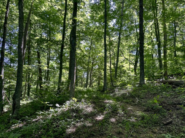 Tract 4 at The Woods on Wayne National Forest property photo