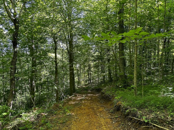 Tract 4 at The Woods on Wayne National Forest property photo