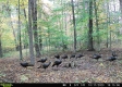Tract 5 at The Woods on Wayne National Forest property photo