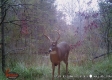 Tract 5 at The Woods on Wayne National Forest property photo
