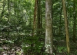 Tract 5 at The Woods on Wayne National Forest property photo
