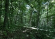 Tract 5 at The Woods on Wayne National Forest property photo