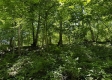 Tract 5 at The Woods on Wayne National Forest property photo