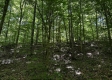 Tract 5 at The Woods on Wayne National Forest property photo