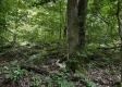 Tract 5 at The Woods on Wayne National Forest property photo
