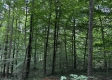 Tract 5 at The Woods on Wayne National Forest property photo
