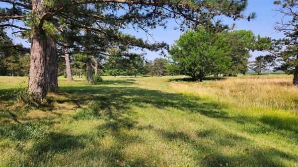 Tract 10 - Walnut Meadows property photo