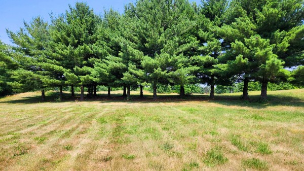 More of Tract 6 – Walnut Meadows