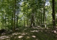 Tract 15 at The Woods on Wayne National Forest property photo