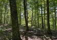 Tract 15 at The Woods on Wayne National Forest property photo