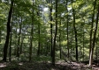 Tract 15 at The Woods on Wayne National Forest property photo