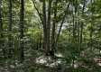 Tract 15 at The Woods on Wayne National Forest property photo