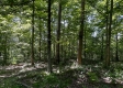 Tract 15 at The Woods on Wayne National Forest property photo
