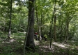 Tract 15 at The Woods on Wayne National Forest property photo