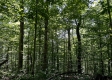 Tract 15 at The Woods on Wayne National Forest property photo