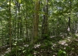 Tract 15 at The Woods on Wayne National Forest property photo