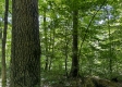 Tract 15 at The Woods on Wayne National Forest property photo