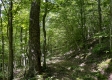 Tract 15 at The Woods on Wayne National Forest property photo