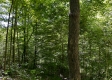 Tract 15 at The Woods on Wayne National Forest property photo