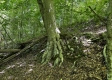 Tract 15 at The Woods on Wayne National Forest property photo