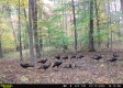 Tract 15 at The Woods on Wayne National Forest property photo