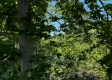 Tract 5 – Huston Hills property photo