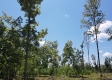 Tract 5 – Huston Hills property photo
