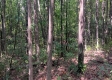 Tract 1 - The Caves at Keystone property photo