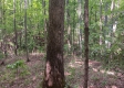 Tract 1 - The Caves at Keystone property photo