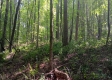 More of Tract 1 - The Caves at Keystone