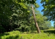 Tract 1 - Walnut Meadows property photo
