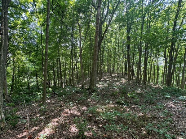 Tract 18 - Albany Woods property photo