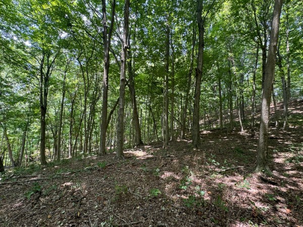 Tract 18 - Albany Woods property photo