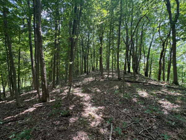 Tract 18 - Albany Woods property photo