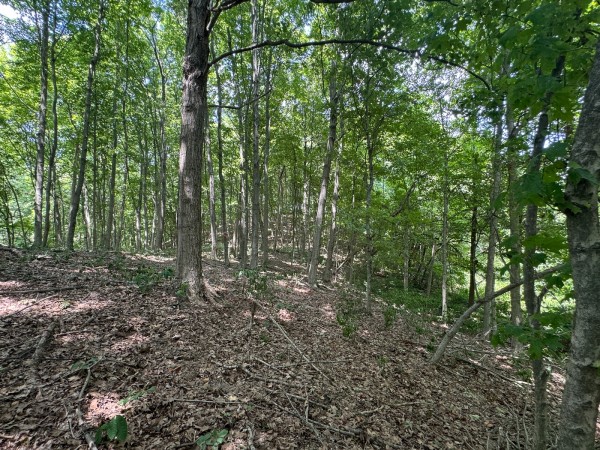 Tract 18 - Albany Woods property photo