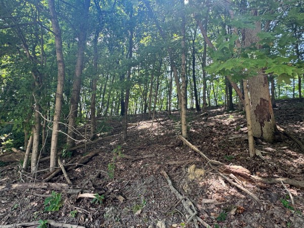 Tract 18 - Albany Woods property photo