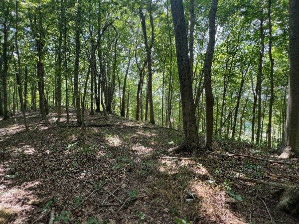 More of Tract 18 - Albany Woods