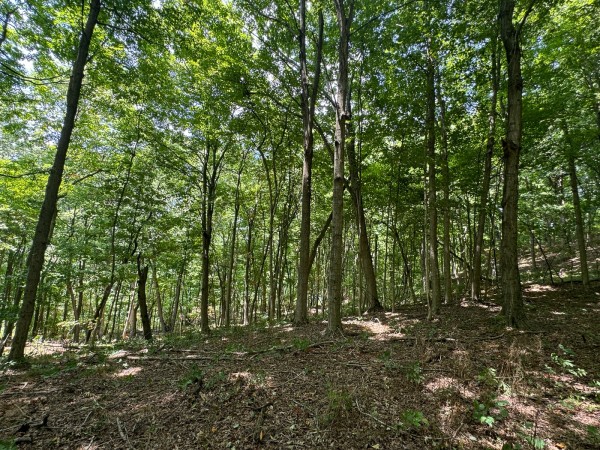 More of Tract 18 - Albany Woods