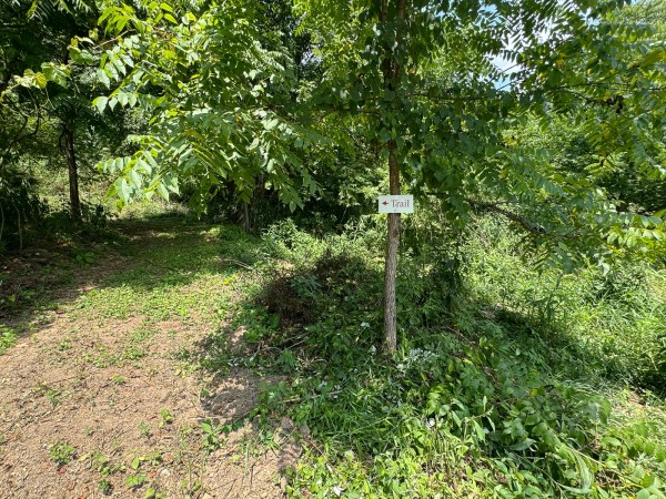Tract 18 - Albany Woods property photo