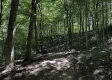 Tract 3 - The Woods at Titus property photo